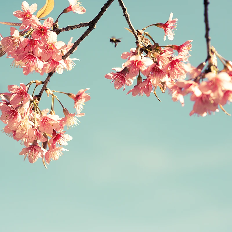 Spring - muzyka do filmów